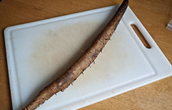 unpeeled burdock root