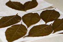 Preserved sakura leaves